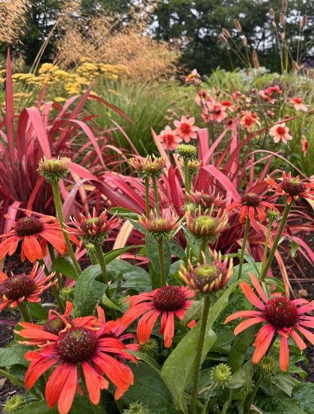 Mitchell Fruit Garden